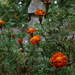 marigolds along the fence by amyk