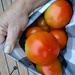 Tomatoes by dawnbjohnson2