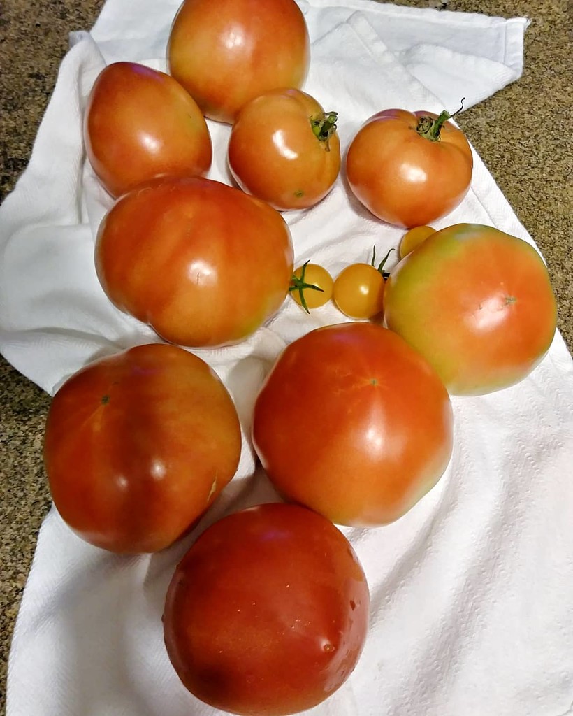 Homegrown tomatoes by dawnbjohnson2