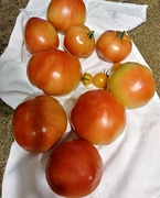 3rd Sep 2020 - Homegrown tomatoes