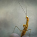 Shy Little Mantis by taffy