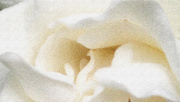 24th May 2020 - Gardenia on canvas...