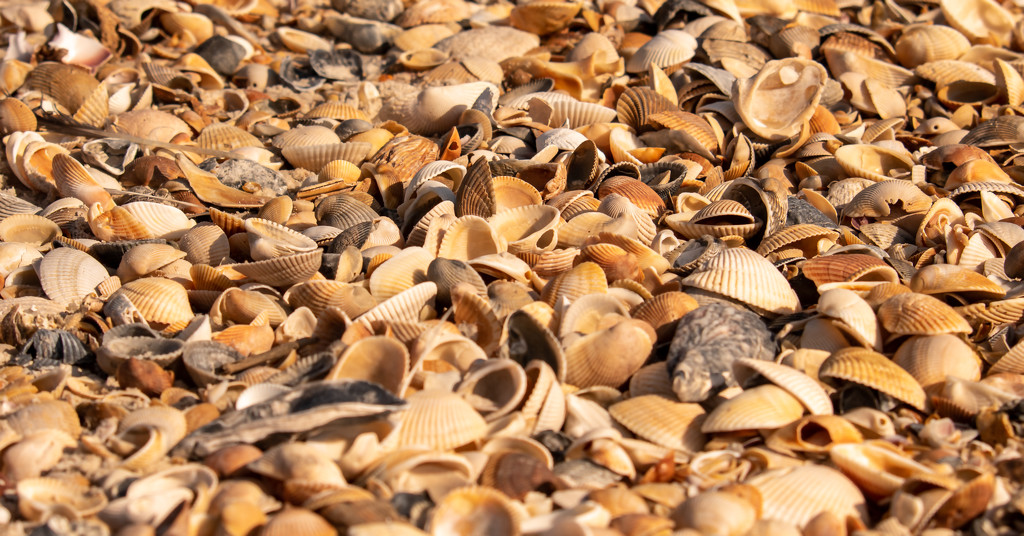 Shells Everywhere! by rickster549