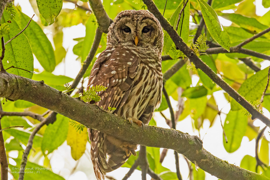 Barred Owl Trying to Decide What I'm Doing! by rickster549
