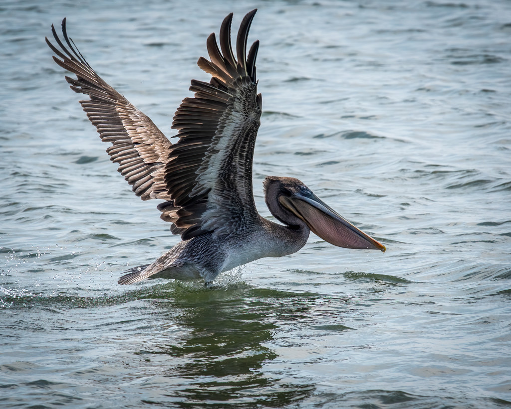 Pelican by nicoleweg
