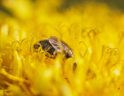 5th Sep 2020 - gathering pollen