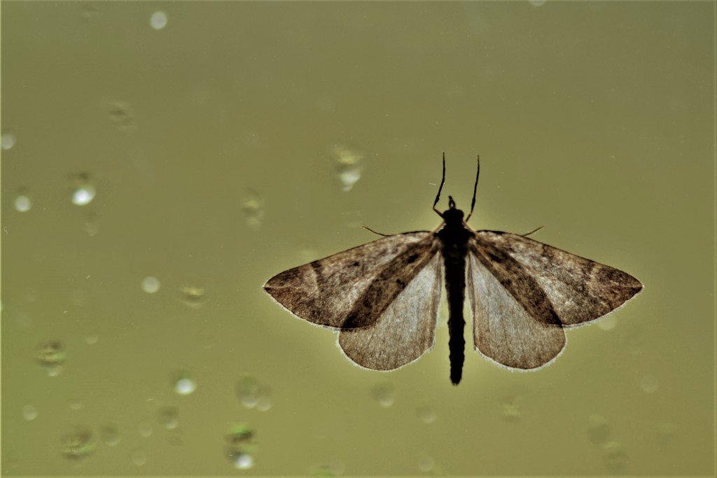 moth by christophercox