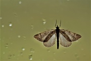 7th Sep 2020 - moth