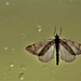 moth by christophercox