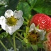 Strawberries by etienne