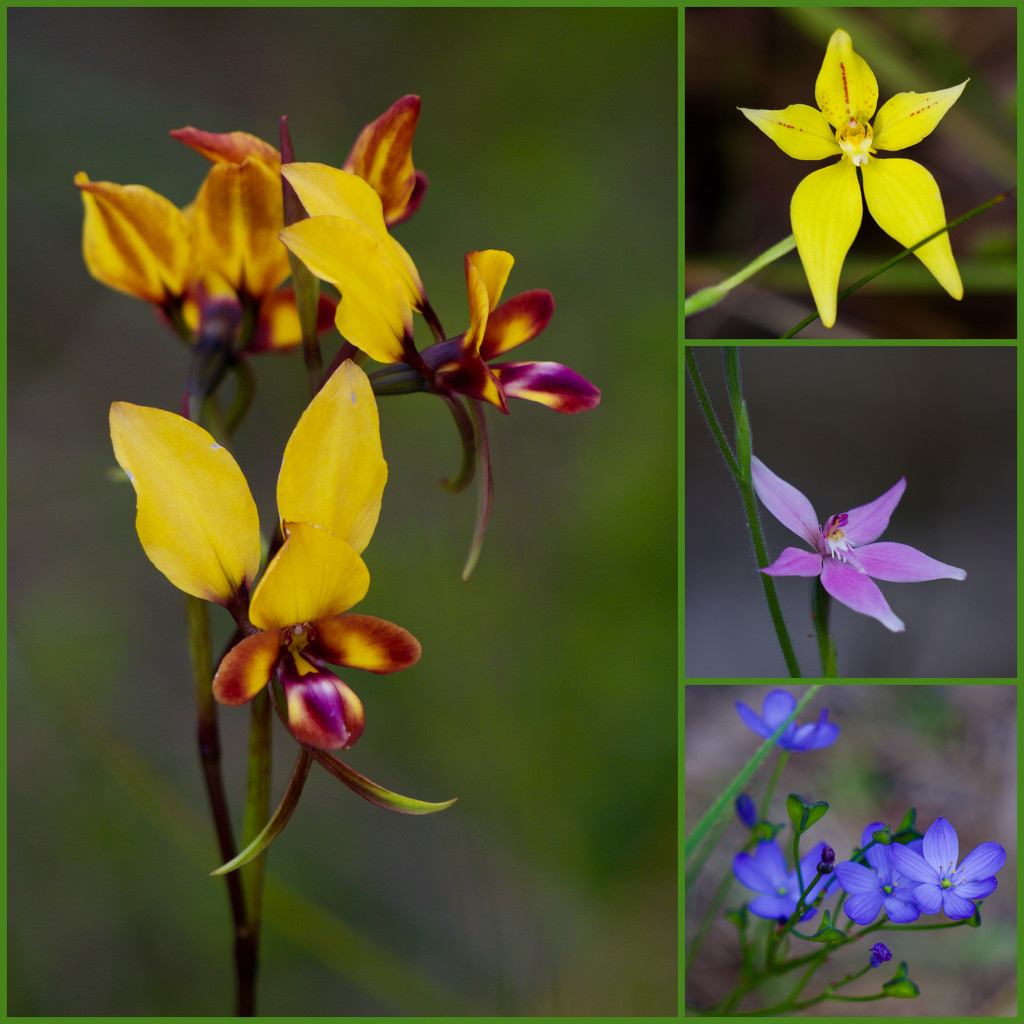 Spring Wildflowers by merrelyn