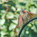Scruffy Cardinal by gardencat
