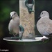 Lovely to see the doves by rosiekind