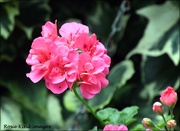 7th Sep 2020 - Pink geranium