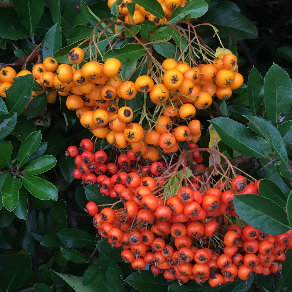 More Autumn berries, look like they are growing on the same bush! by 365anne