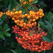 7th Sep 2020 - More Autumn berries, look like they are growing on the same bush!
