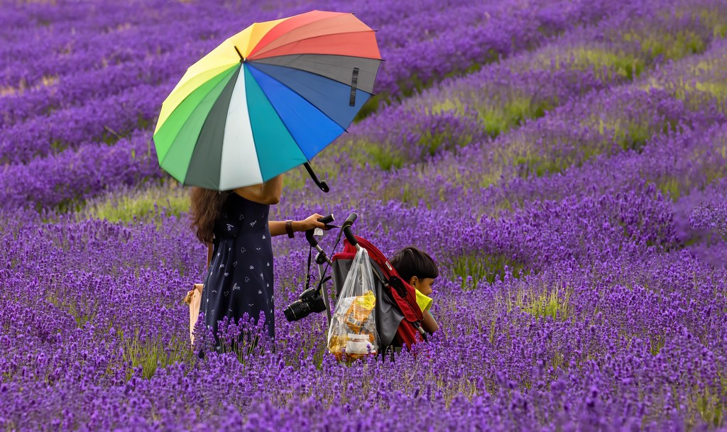 A Walk through Lavender Fields by shepherdmanswife