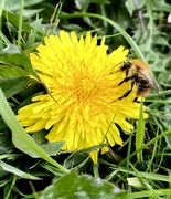 27th Aug 2020 - Even the humble dandelion...