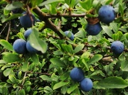 7th Sep 2020 - S is for sloes