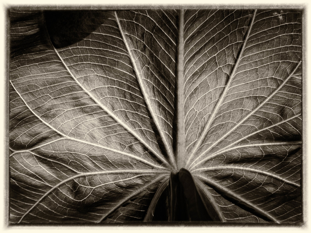 A leaf structure by haskar