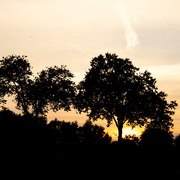 7th Sep 2020 - Sunset Silhouettes