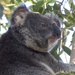 the masculine side by koalagardens