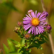 7th Sep 2020 - new england aster