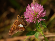 7th Sep 2020 - silver spotted skipper 