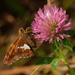 silver spotted skipper  by rminer