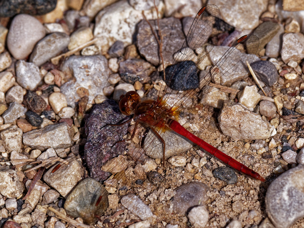 autumn meadowhawk  by rminer
