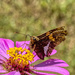 Big-Eyed Moth by k9photo