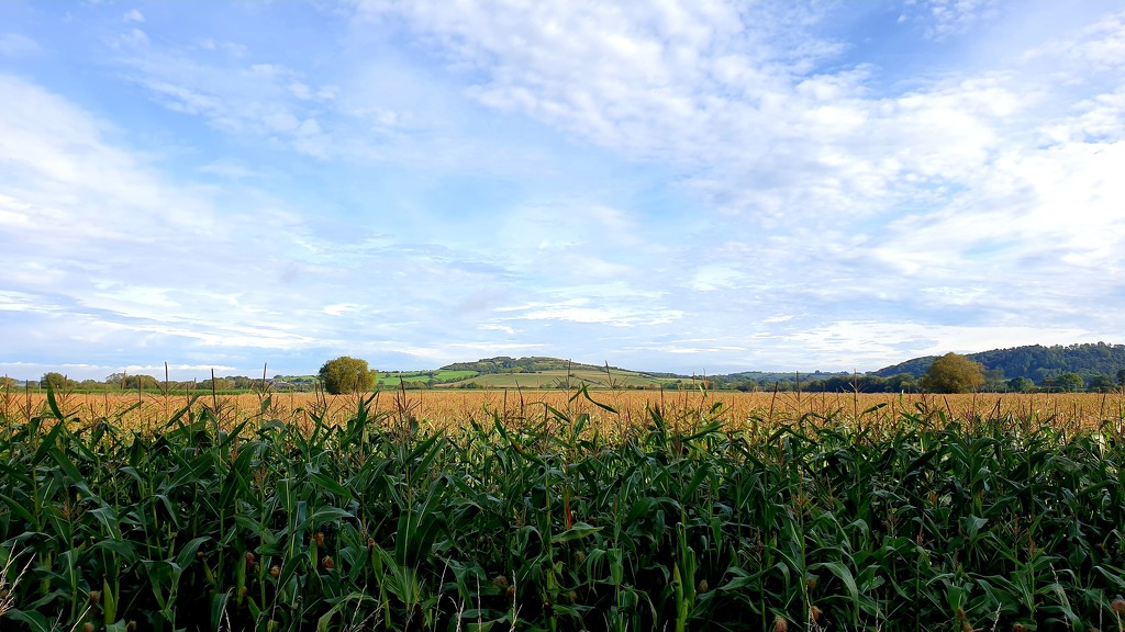 Maize field by julienne1