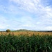 Maize field by julienne1
