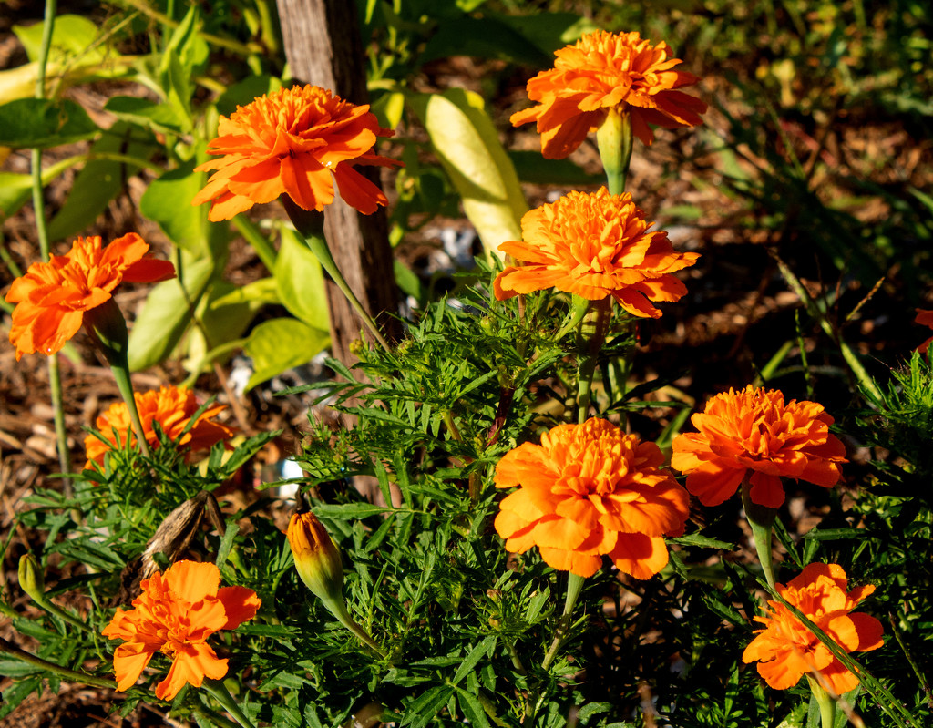 Marigolds by tdaug80