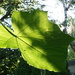 Leaf day 7... by amyk