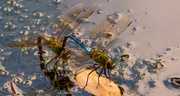 7th Sep 2020 - Dragonflys Hooked Together!