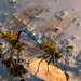 Dragonflys Hooked Together! by rickster549