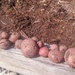 Red Potatoes by harbie