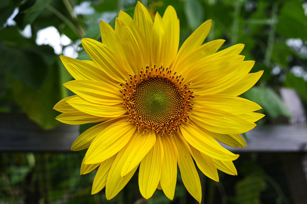 Sunflower by vera365