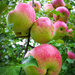 Apples by vera365