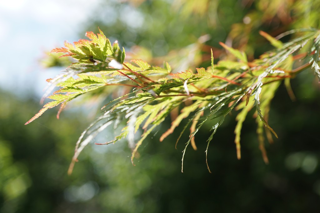 autumn leaves on the acer by quietpurplehaze