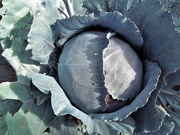 8th Sep 2020 - Red cabbage
