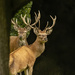 Red Deer Stags by shepherdmanswife