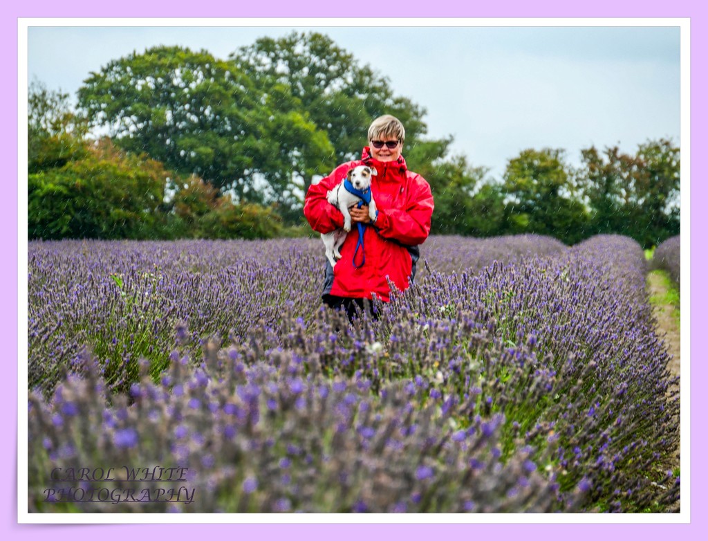 Rosie And Daisy In A Lavender Field by carolmw