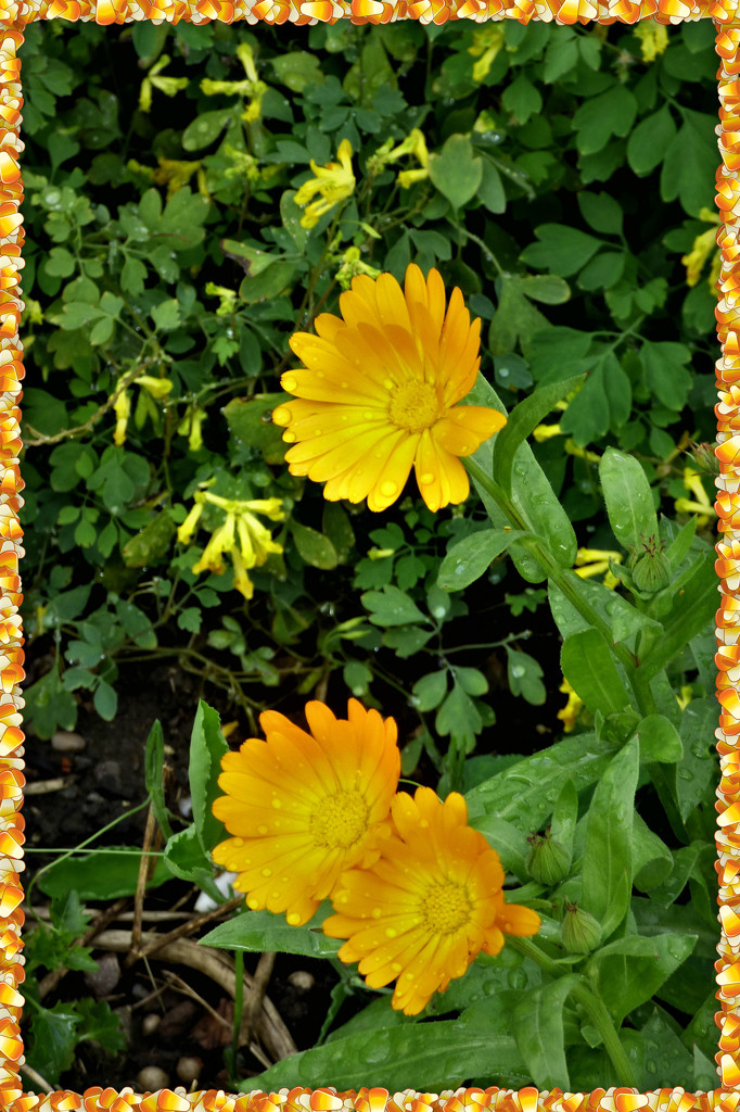 Marigolds  by beryl