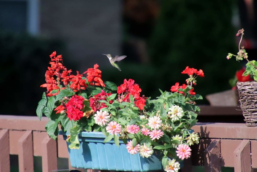 Hummingbird In Flight by randy23