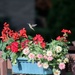 Hummingbird In Flight by randy23