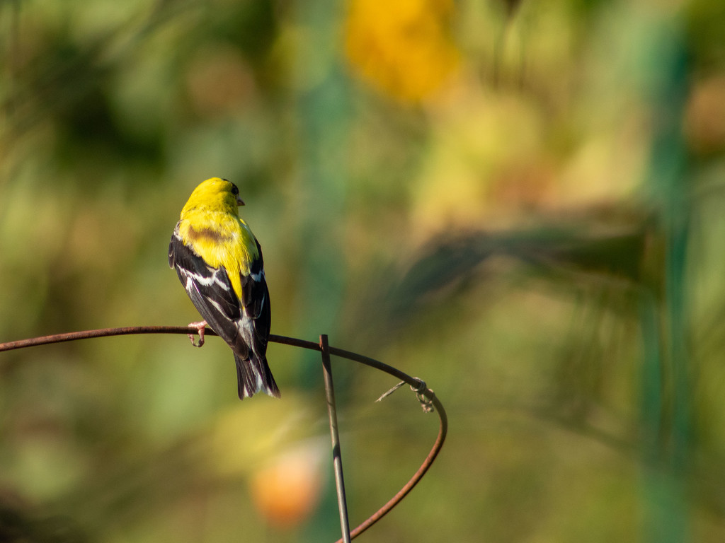 Goldfinch in the Community Garden by tdaug80