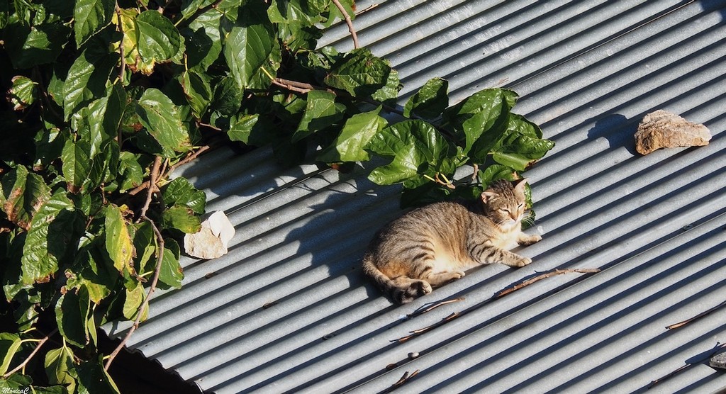 Cat on a hot tin roof by monicac