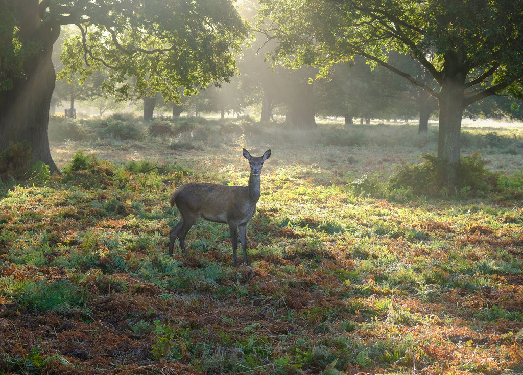 Early morning Deer by 365nick